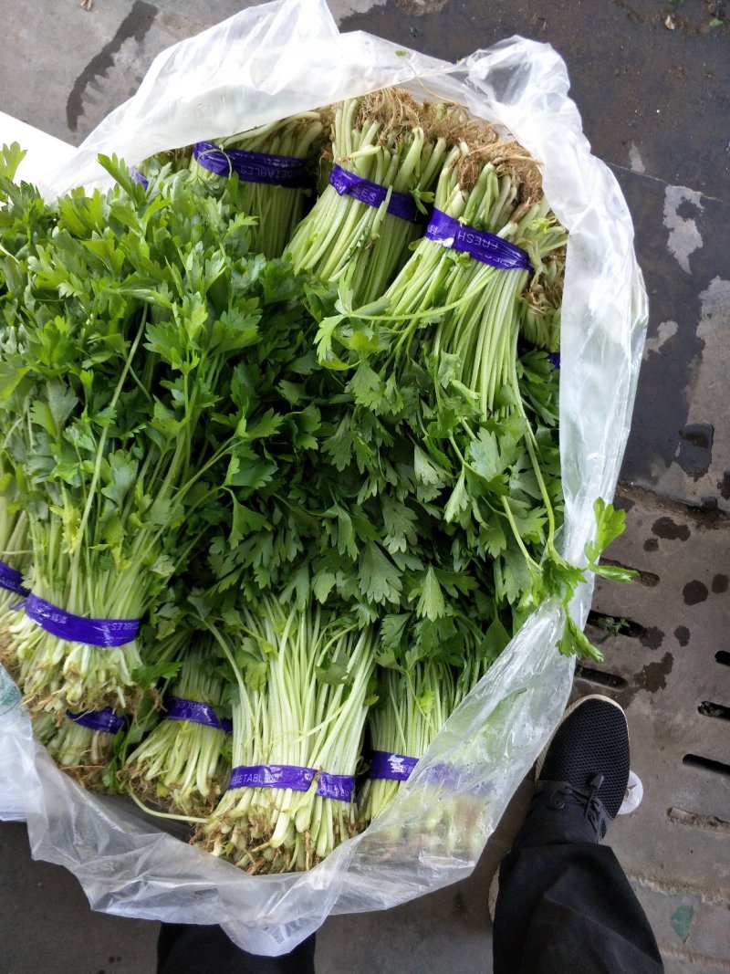芹菜苗小山芹，山东自种品质优，货发全国，预冷加冰发货