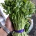 芹菜苗小山芹，山东自种品质优，货发全国，预冷加冰发货