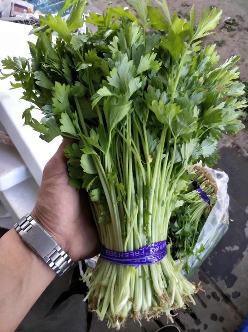 芹菜苗小山芹，山东自种品质优，货发全国，预冷加冰发货