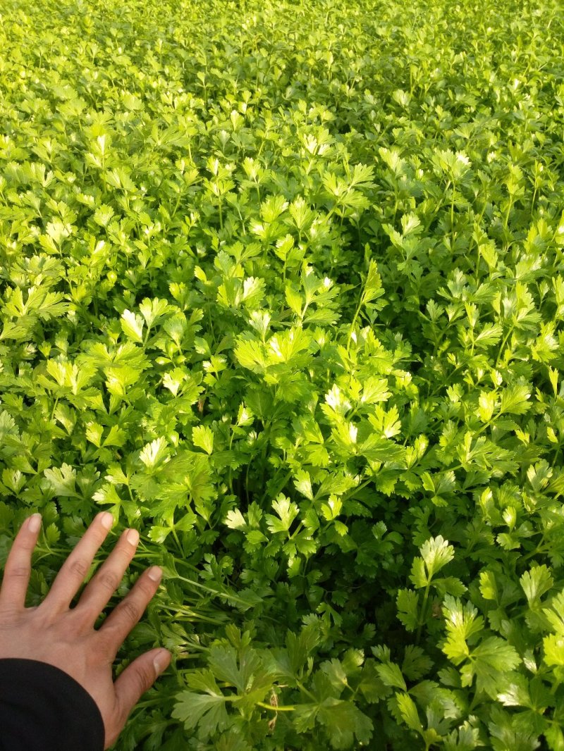 芹菜苗小山芹，山东自种品质优，货发全国，预冷加冰发货