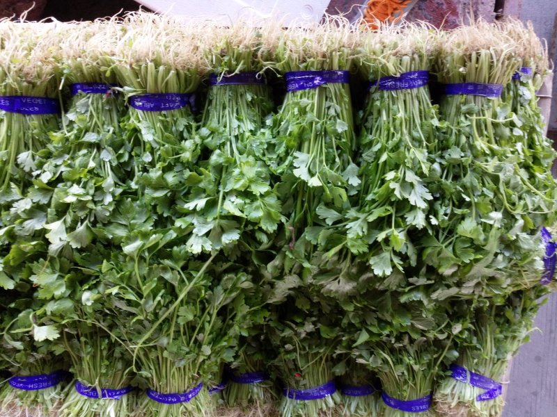 芹菜苗小山芹，山东自种品质优，货发全国，预冷加冰发货