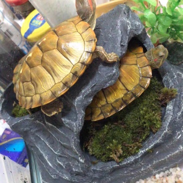 巴西龟苗活体批发包邮包活产地提供养殖技术
