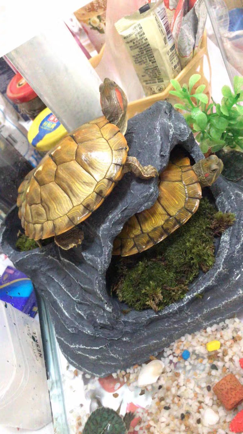 巴西龟苗活体批发包邮包活产地提供养殖技术
