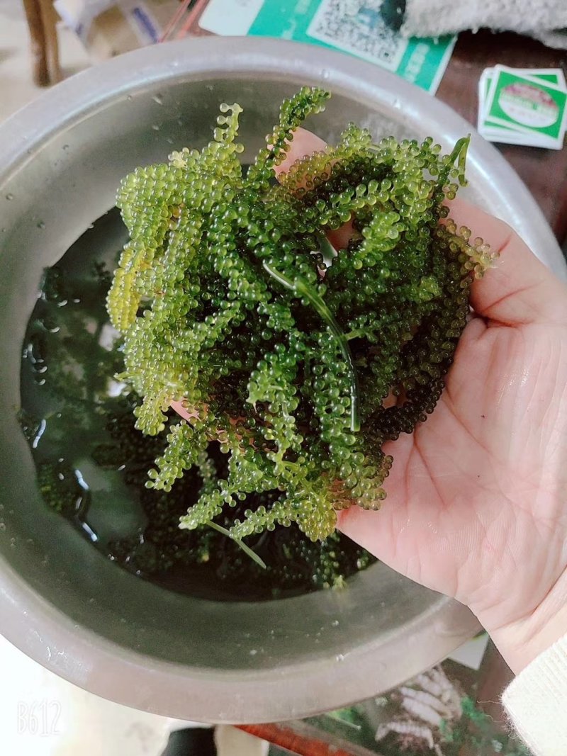 海葡萄山东淄博新鲜海葡萄干货海澡海洋蔬菜