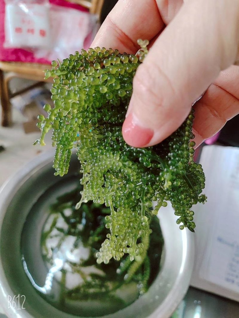 海葡萄山东淄博新鲜海葡萄干货海澡海洋蔬菜