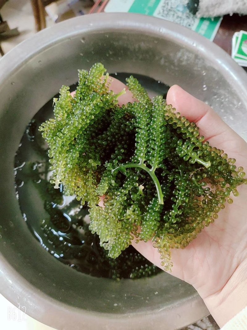 海葡萄山东淄博新鲜海葡萄干货海澡海洋蔬菜