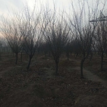 精品榆叶梅6—12公分一级货预售中