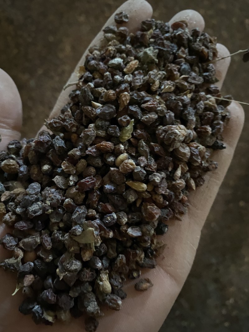野生酸胖沙樱桃白刺果大量现货