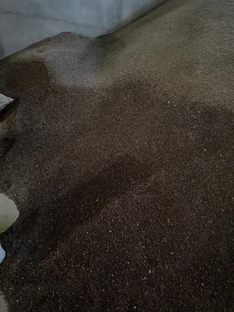 野生酸胖沙樱桃白刺果大量现货