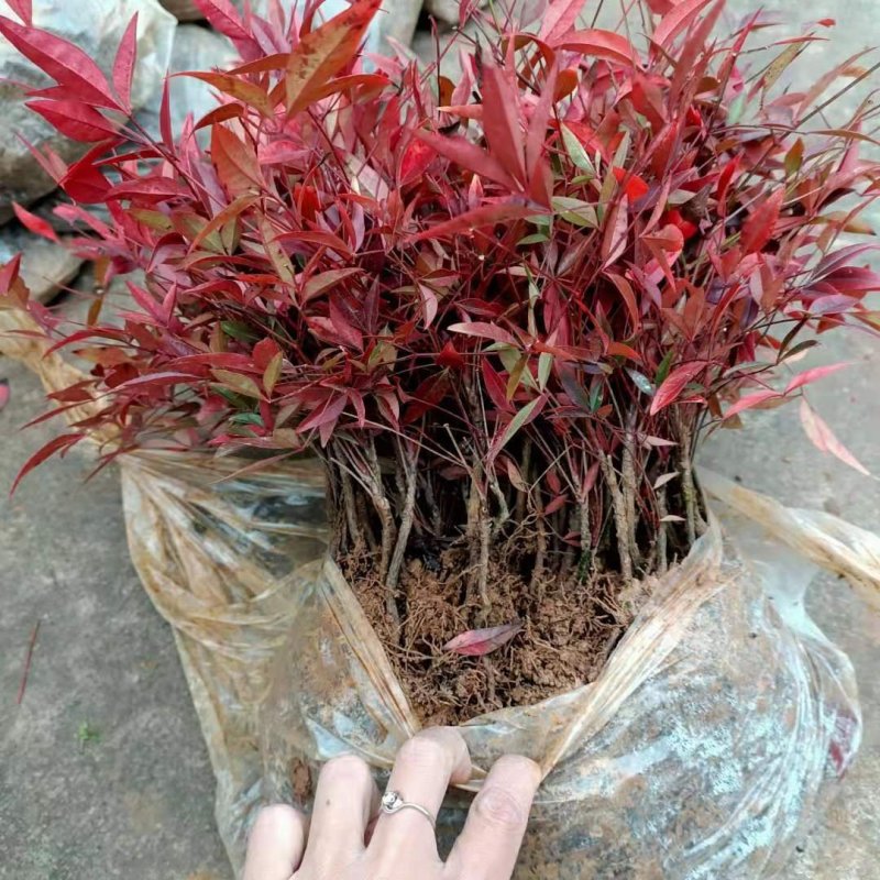 南天竹小苗农户自产自销