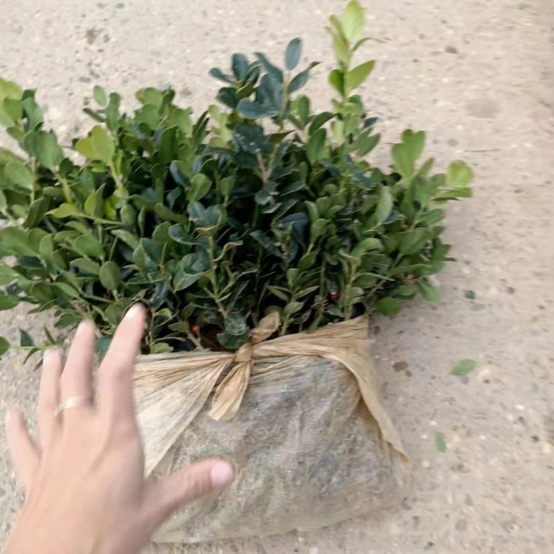 枸骨小苗农户自产自销
