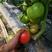 早春越夏西红柿苗番茄苗精品大果抗死棵产量高，抗病毒