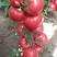早春越夏西红柿苗番茄苗精品大果抗死棵产量高，抗病毒