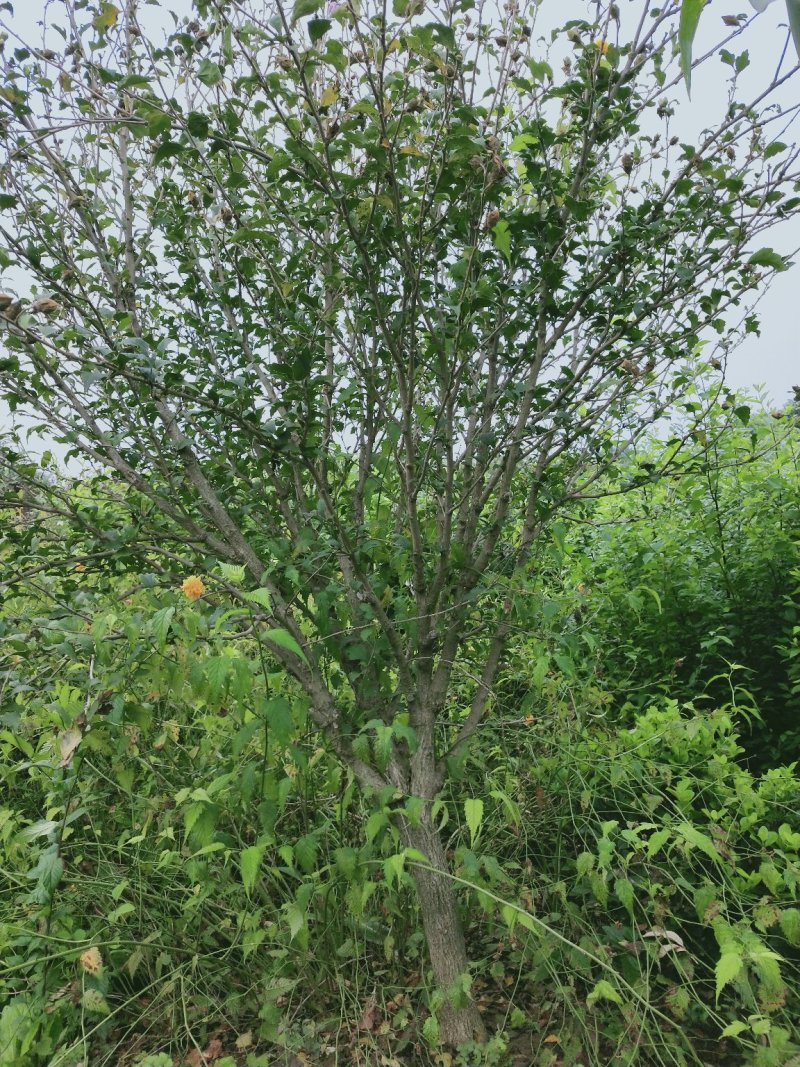 独杆木槿：绿化工程苗木木槿