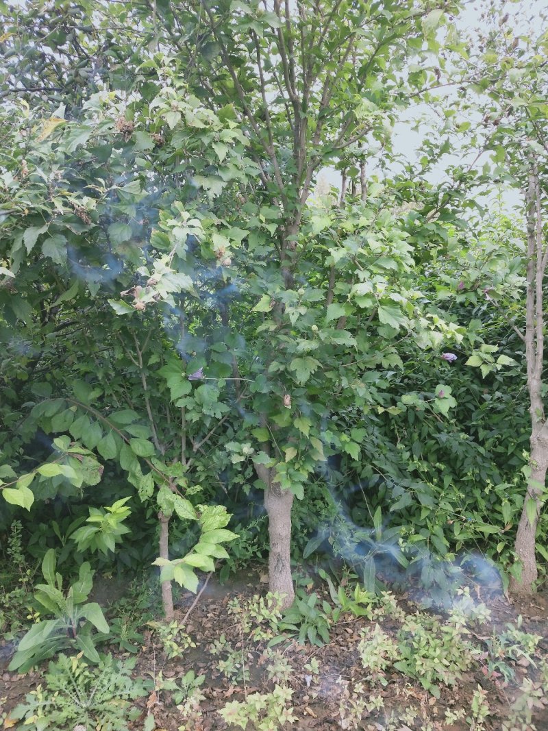 独杆木槿：绿化工程苗木木槿