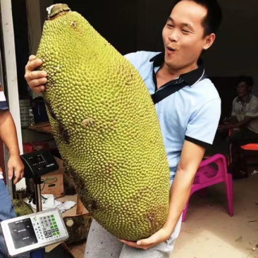 海南菠萝蜜1号黄肉商品一级果合适超市流动摊位拨肉果地直发