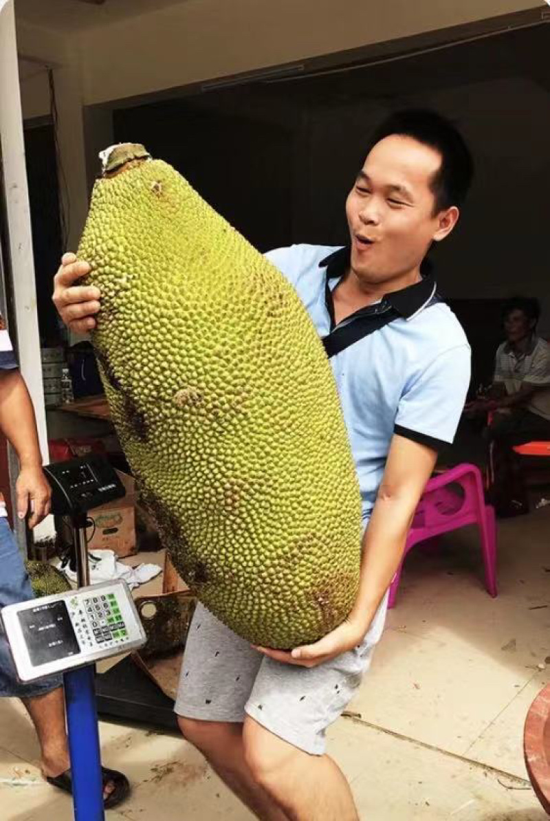 海南菠萝蜜1号黄肉商品一级果合适超市流动摊位拨肉果地直发
