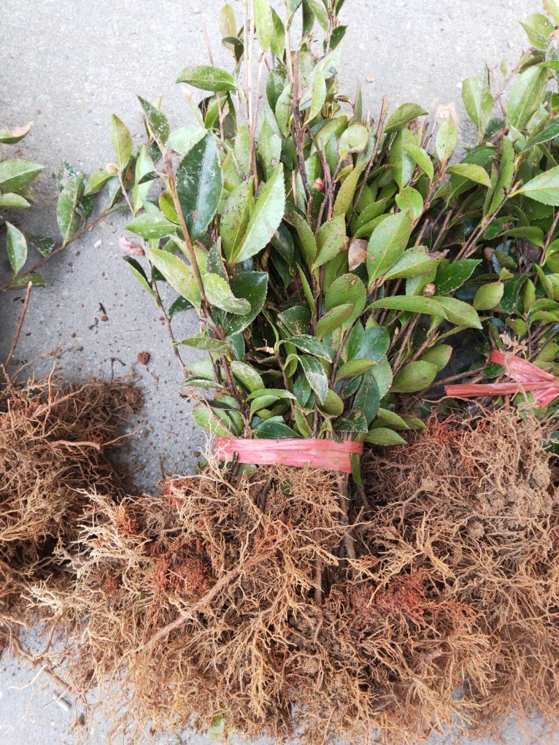 茶梅小苗农户自产自销