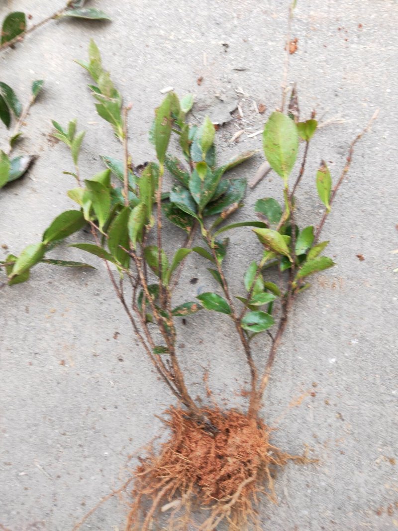 茶梅小苗农户自产自销