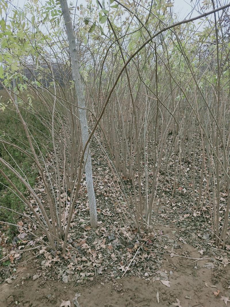 丛生金叶接骨木：绿化工程苗木