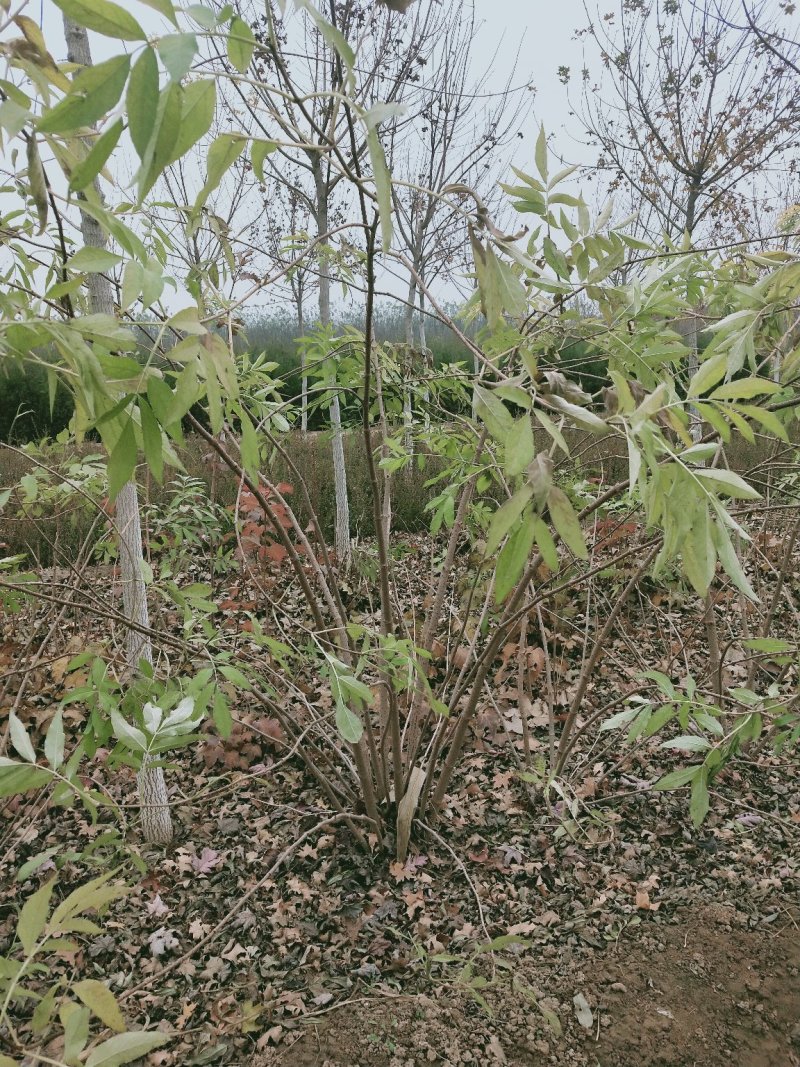 丛生金叶接骨木：绿化工程苗木