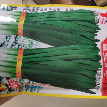 富韭9号韭菜种子耐热耐寒抗病抗重茬冬季不休眠