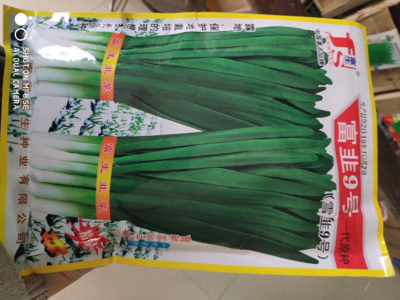 富韭9号韭菜种子耐热耐寒抗病抗重茬冬季不休眠