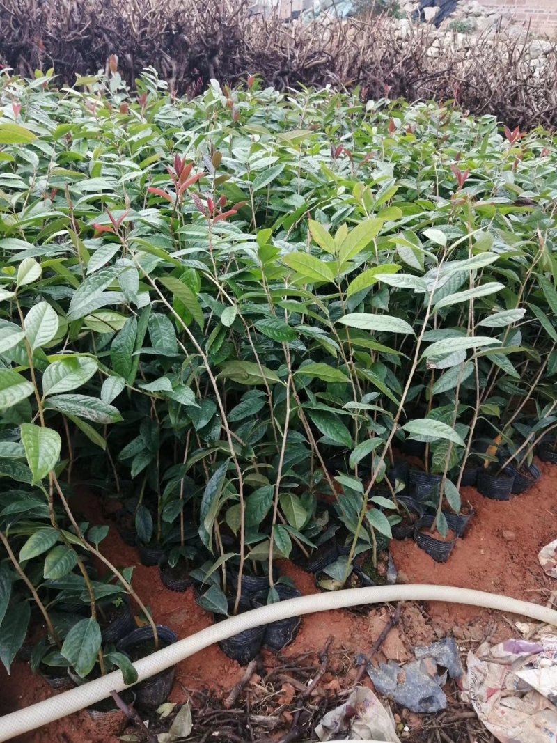 金花茶树苗，带营养杯发货的，苗子靓丽，大小规格都有