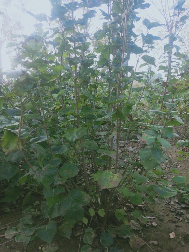 大冠幅紫丁香：绿化工程苗木