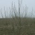 大冠幅紫丁香：绿化工程苗木