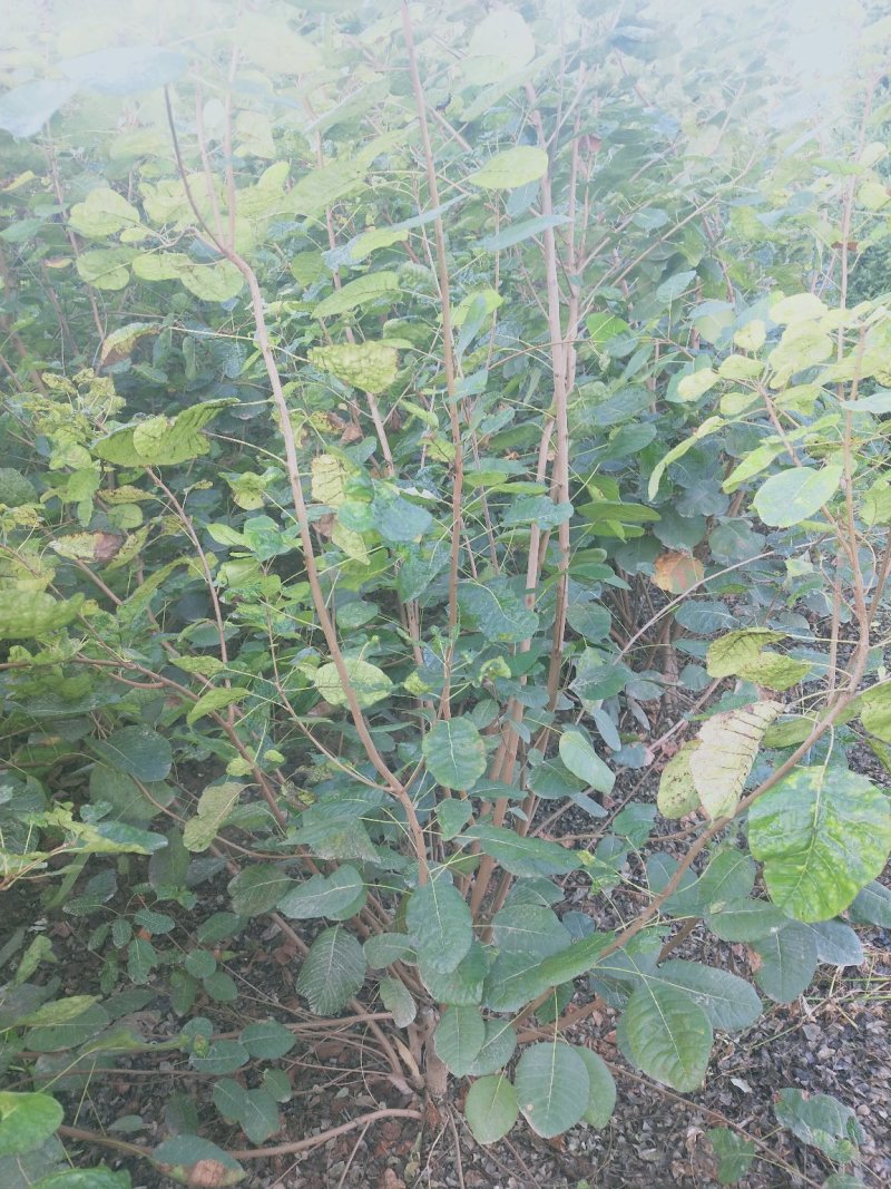 大冠幅紫丁香：绿化工程苗木