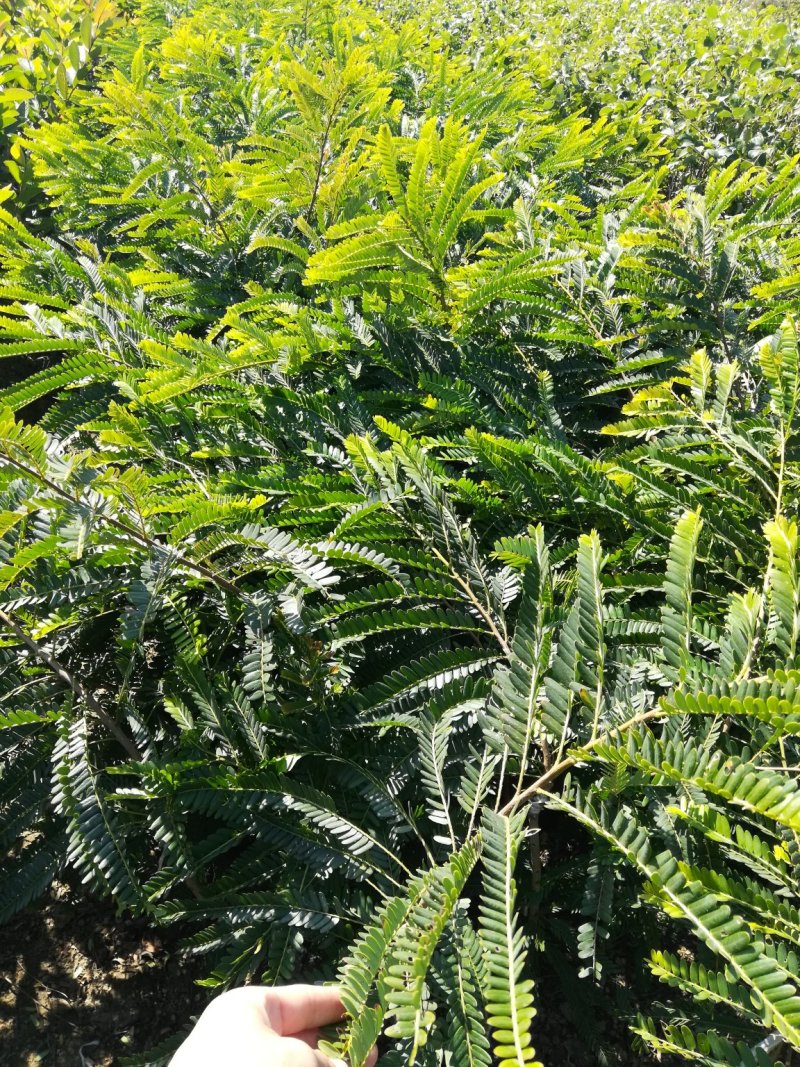 余甘果也叫牛甘果苗，第二年可以挂果，地苗杯苗都有
