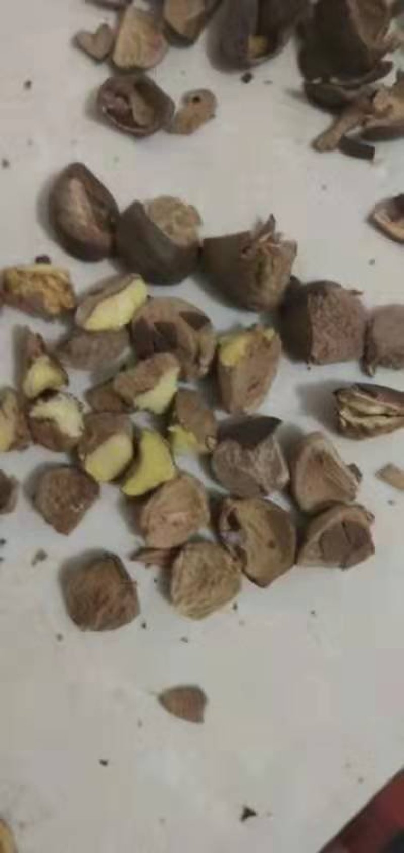 野生山茶籽