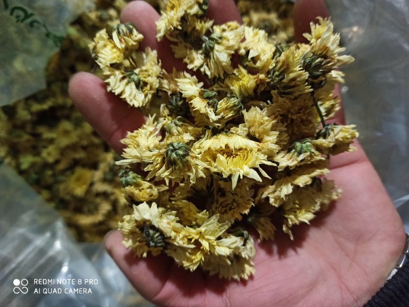 杭州白菊散装正品无硫专营批发
