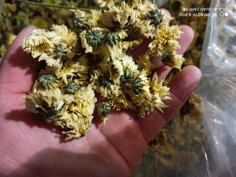 杭州白菊散装正品无硫专营批发