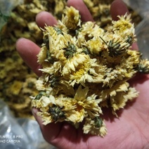 杭州白菊散装正品无硫专营批发