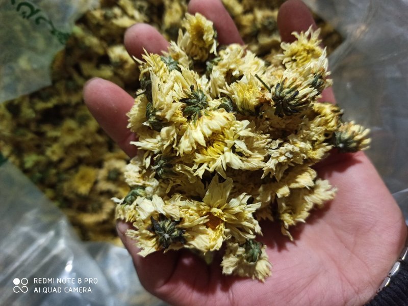 杭州白菊散装正品无硫专营批发