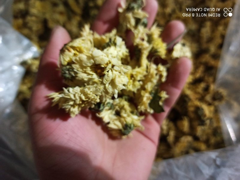 杭州白菊散装正品无硫专营批发