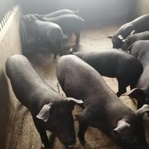 苏太母猪，包成活，包健康，产崽多，耐粗饲料