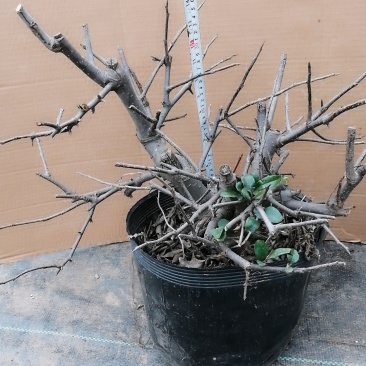 木瓜海棠花精品，木瓜海棠