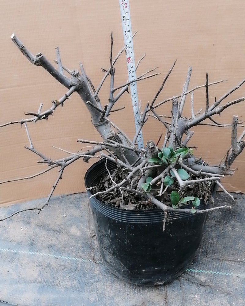 木瓜海棠花精品，木瓜海棠