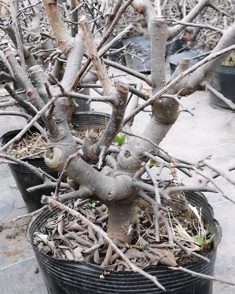 木瓜海棠花精品，木瓜海棠