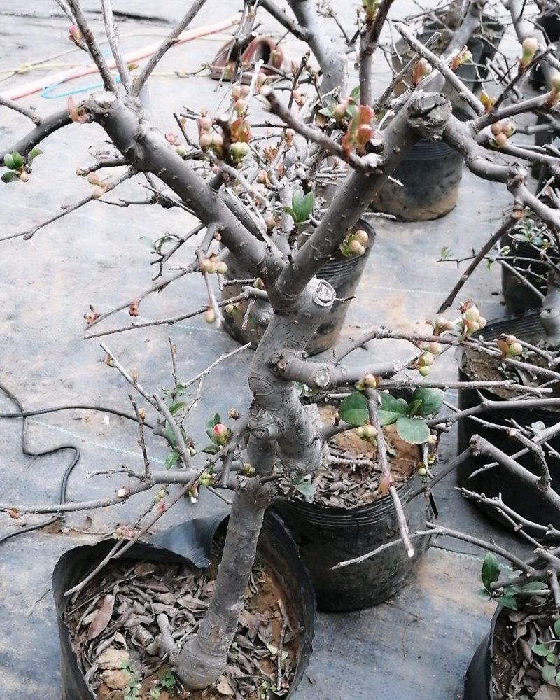 木瓜海棠花精品，木瓜海棠