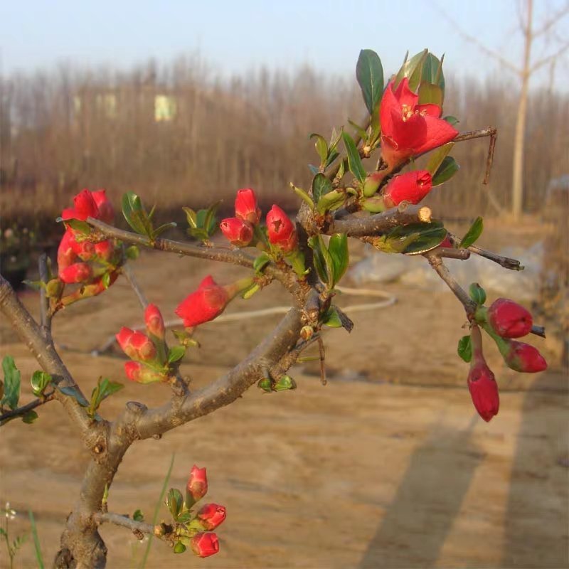 木瓜海棠花精品，木瓜海棠
