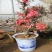 木瓜海棠花精品，木瓜海棠