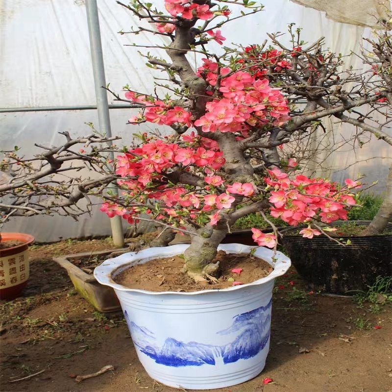 木瓜海棠花精品，木瓜海棠