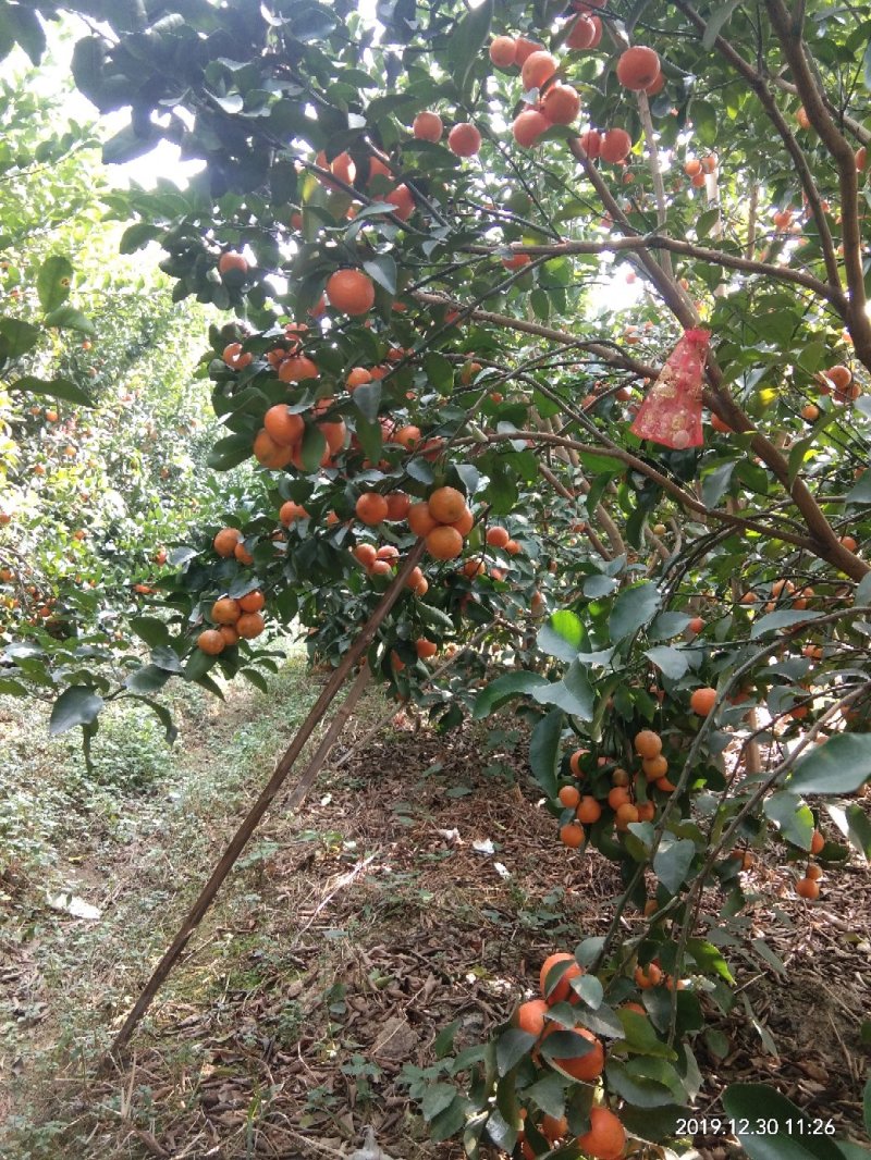 砂糖橘