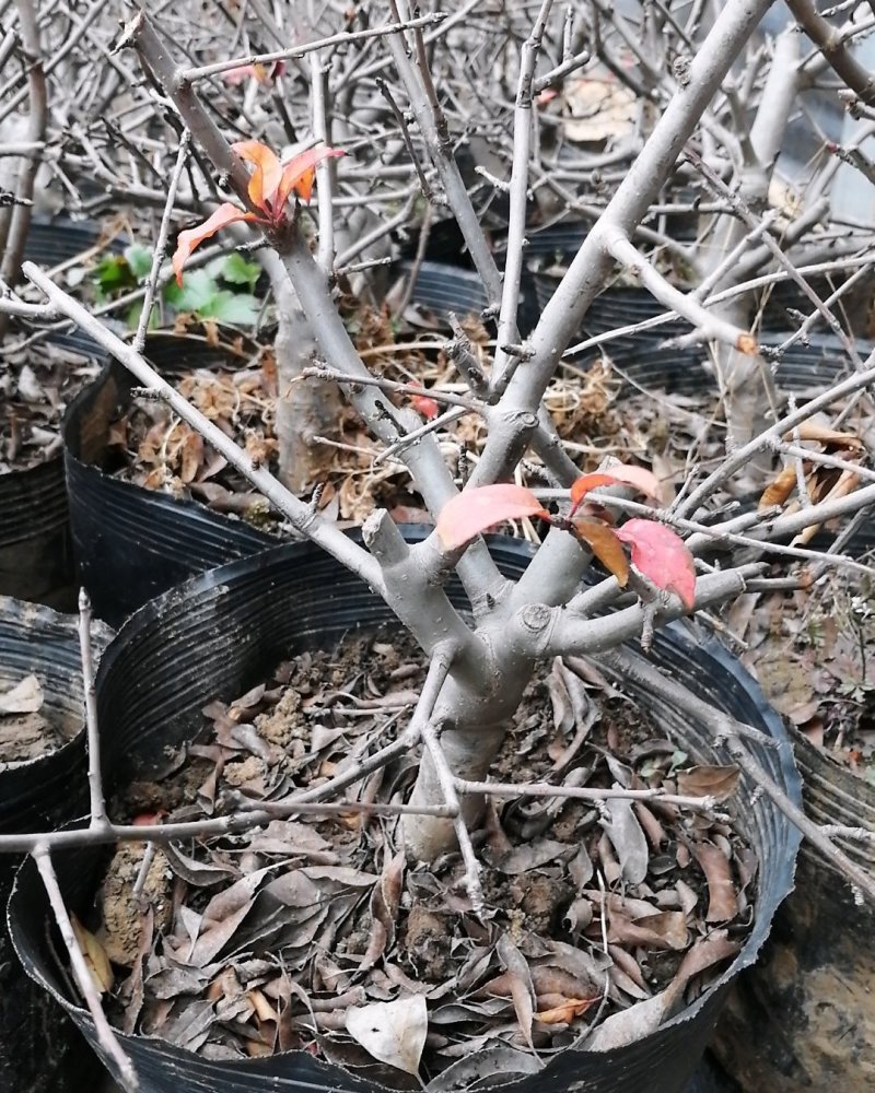 垂丝海棠花专区，垂丝海棠盆景，海棠花盆栽