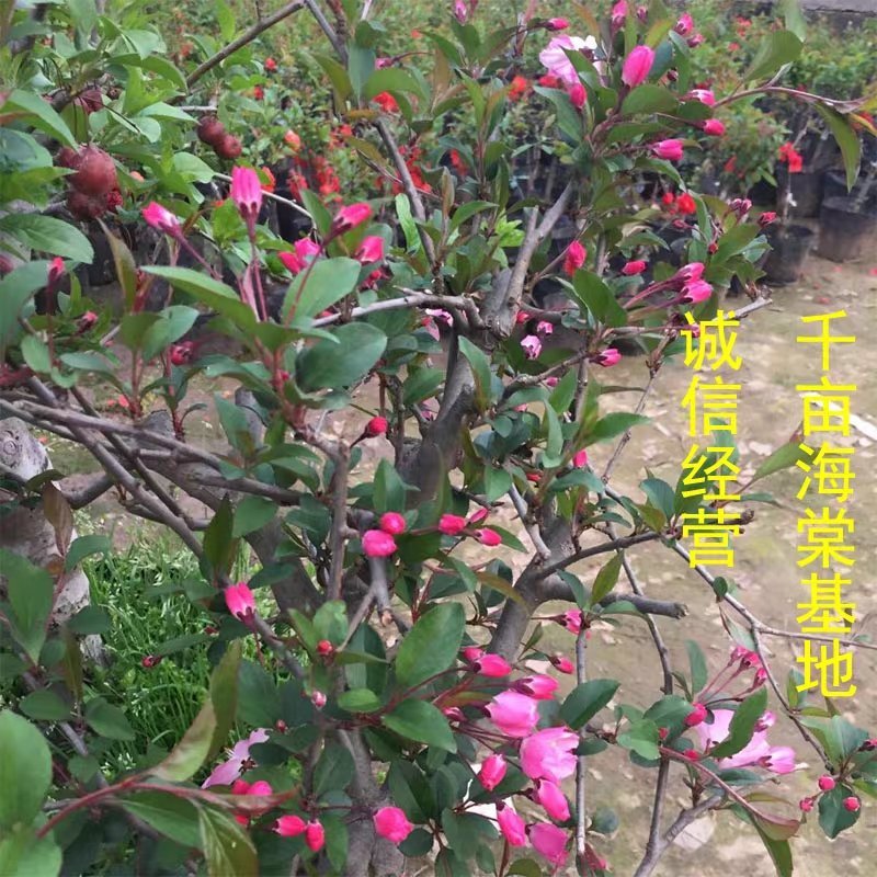 垂丝海棠花专区，垂丝海棠盆景，海棠花盆栽