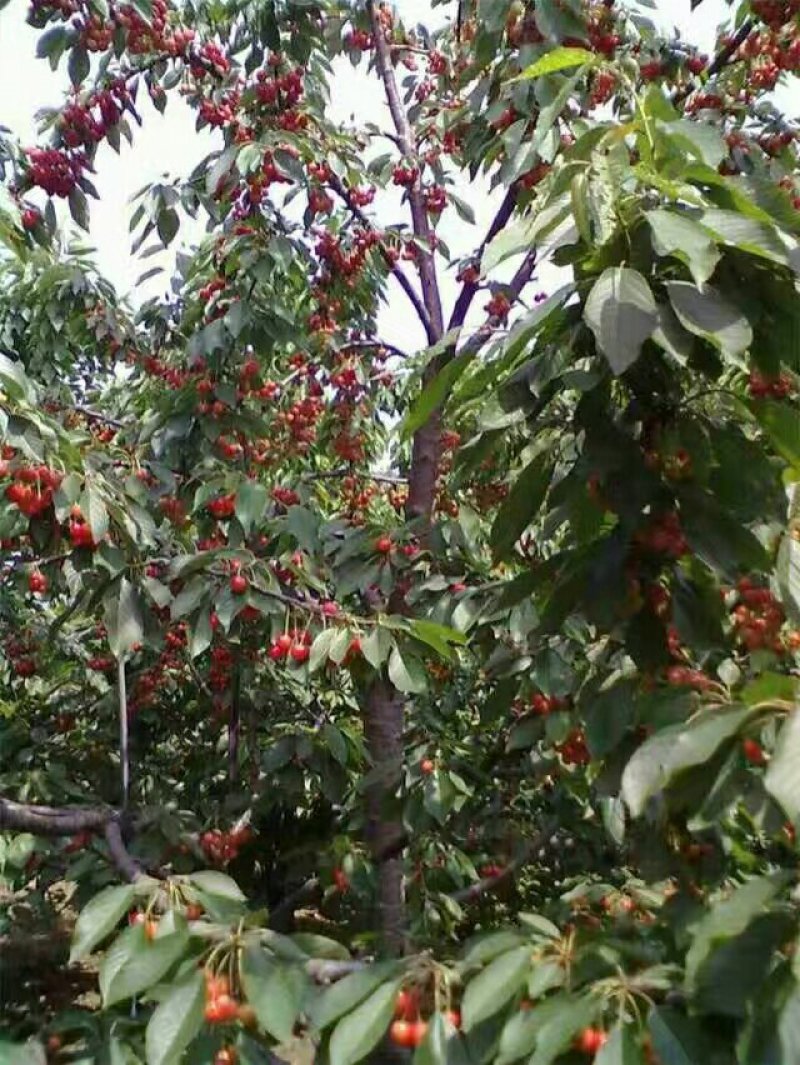 【进店看樱桃树】矮化大樱桃树山东矮化樱桃树苗基地大棚栽植